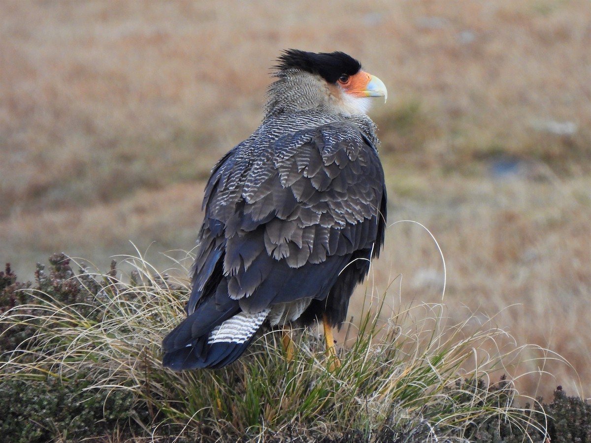 Crested Caracara (Southern) - ML601481901