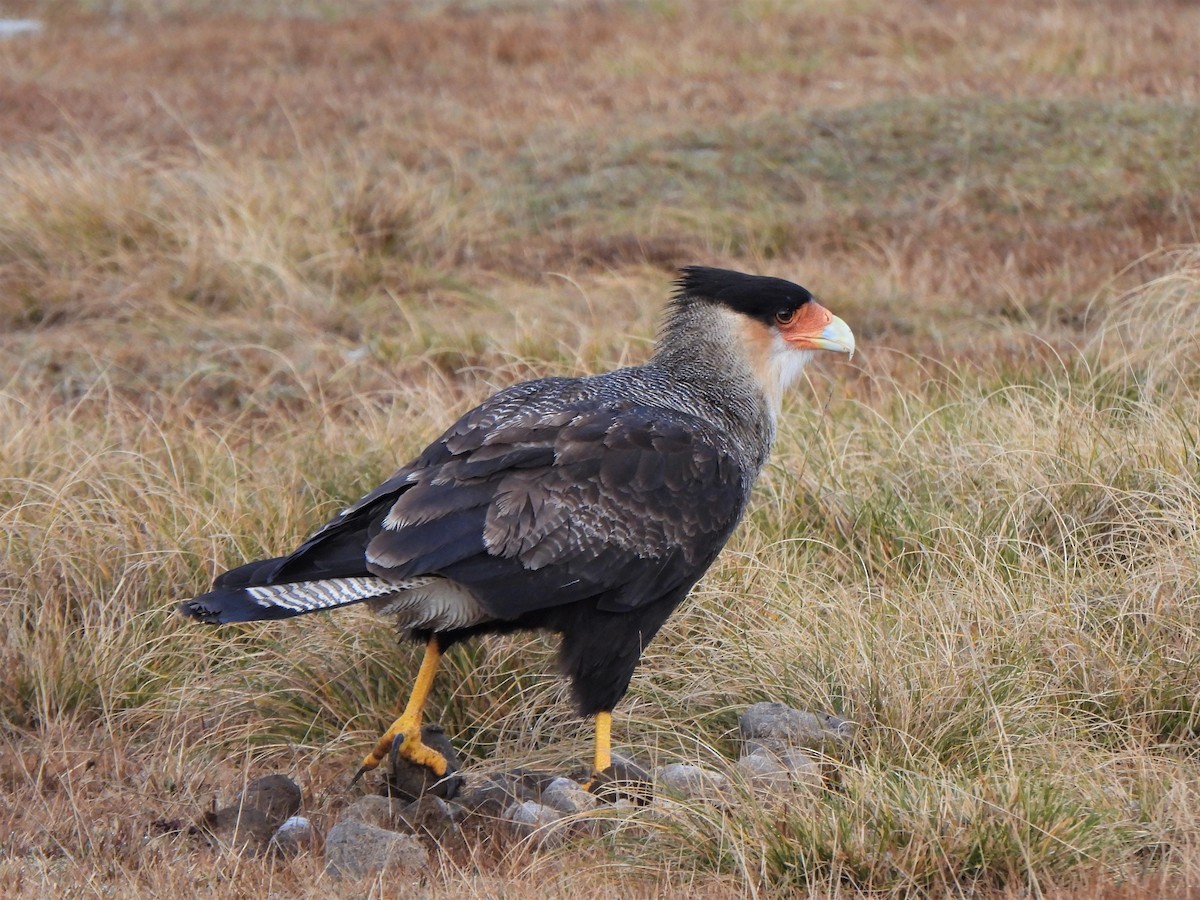 Crested Caracara (Southern) - ML601481911