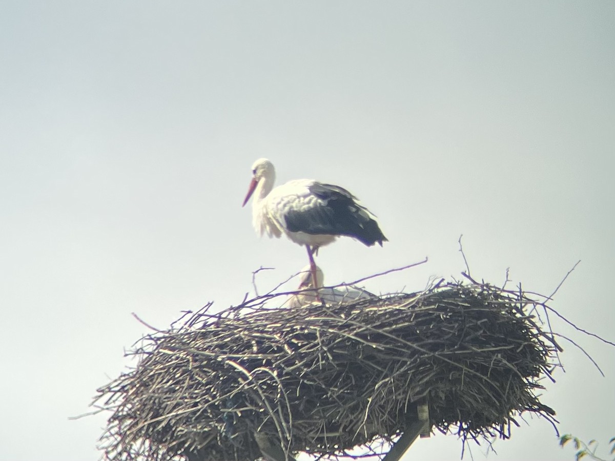 White Stork - Jack Moorhead