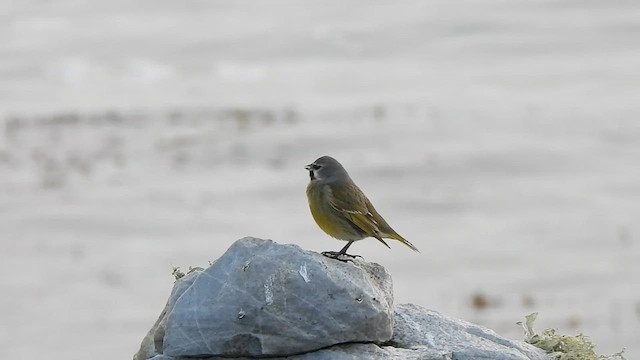 White-bridled Finch (Falkland) - ML601482881