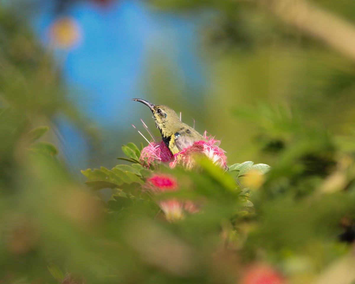 アルダブラタイヨウチョウ - ML601482891