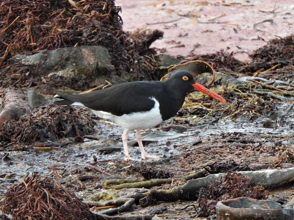 Magellanic Oystercatcher - ML601483071