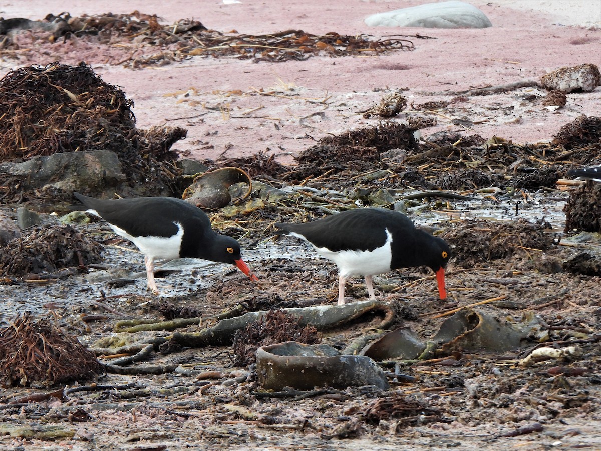 Magellanic Oystercatcher - ML601483081