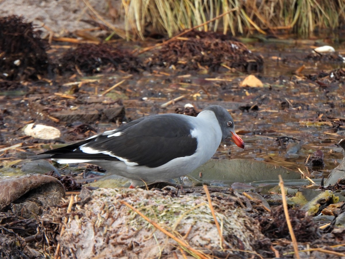 Dolphin Gull - ML601483091