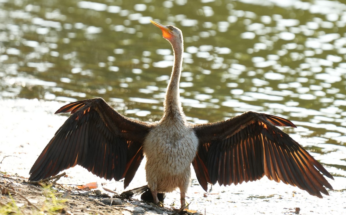 Austral-Schlangenhalsvogel - ML601483121