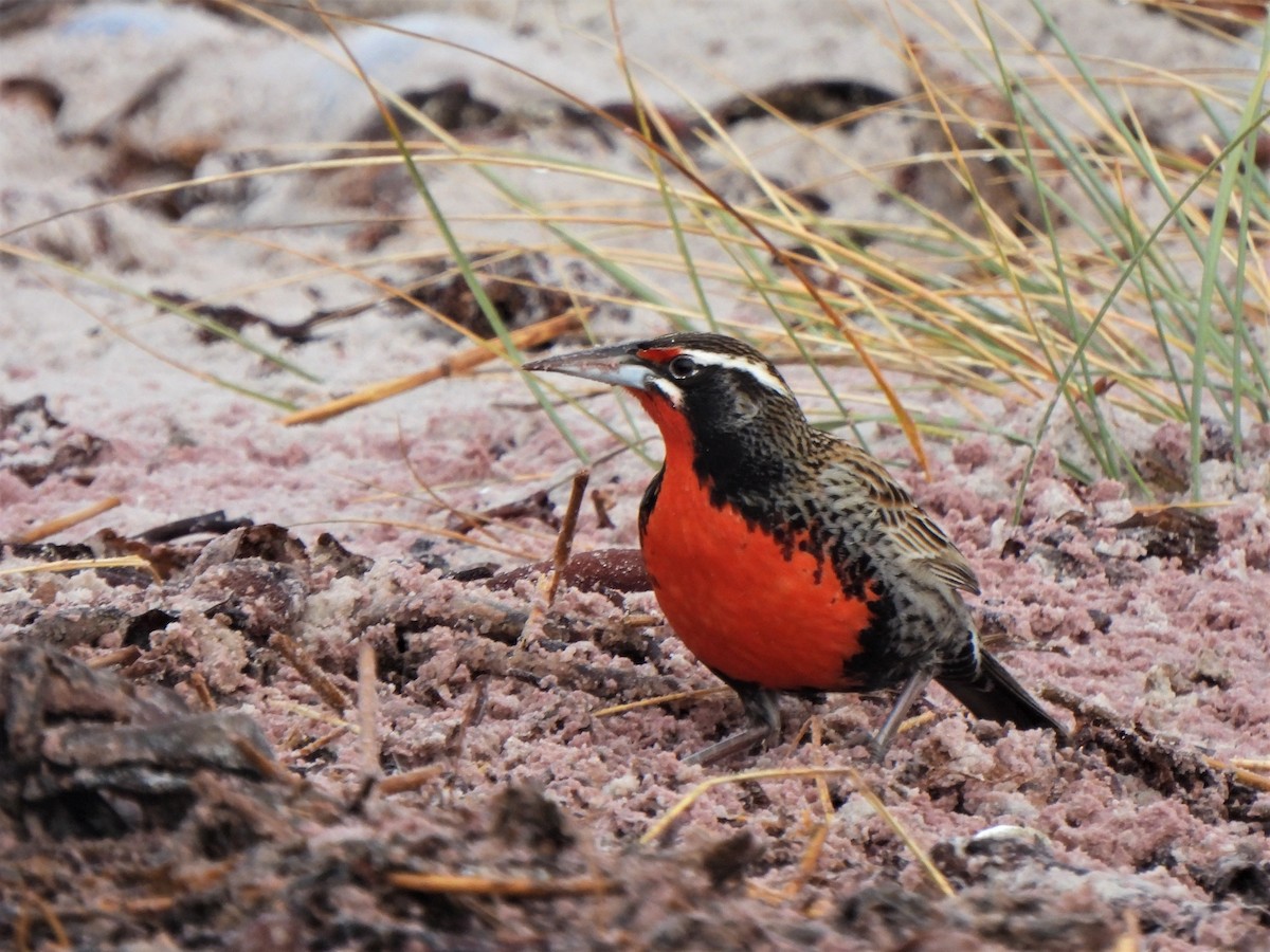 Long-tailed Meadowlark - ML601483131