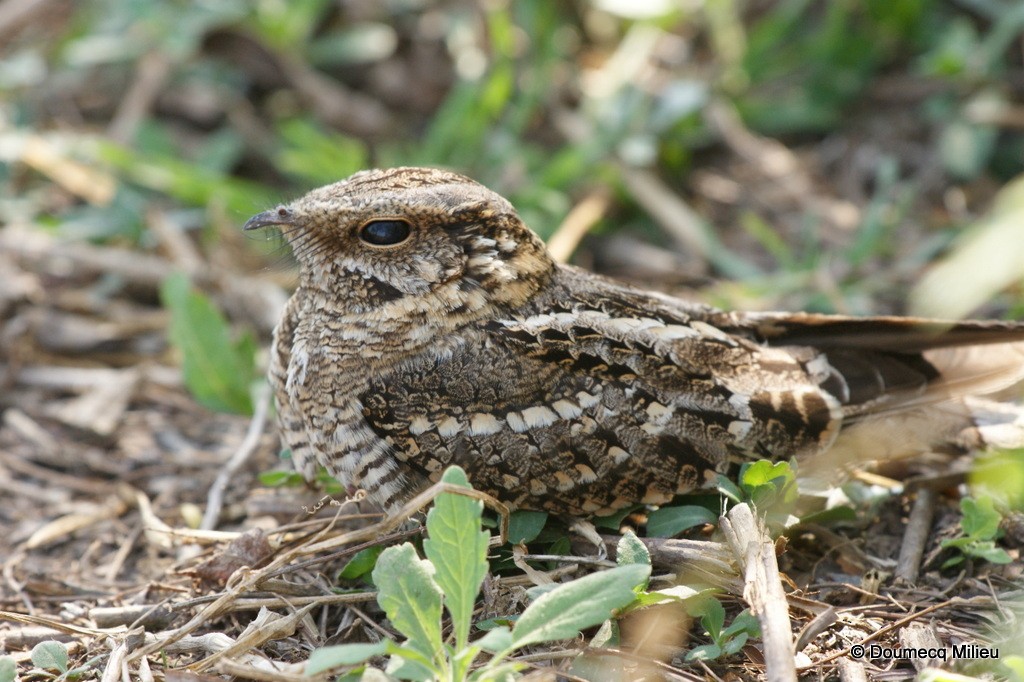 Scissor-tailed Nightjar - Ricardo  Doumecq Milieu