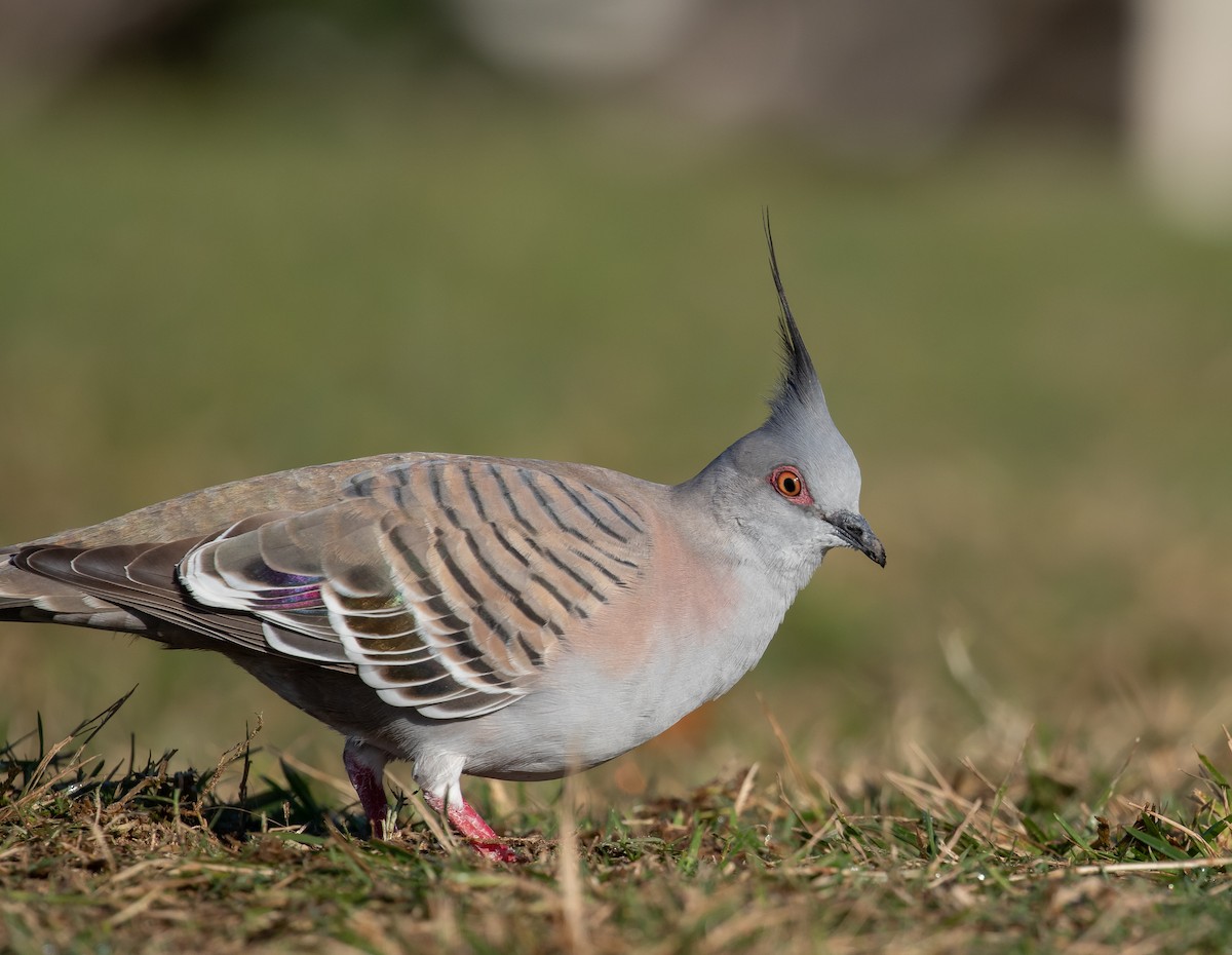 Crested Pigeon - ML601484261