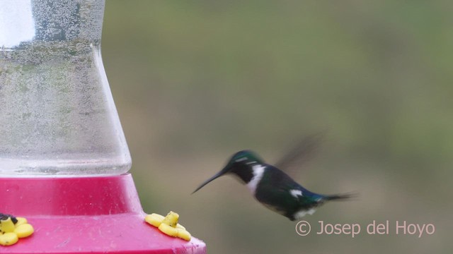 Colibrí de Mulsant - ML601484661