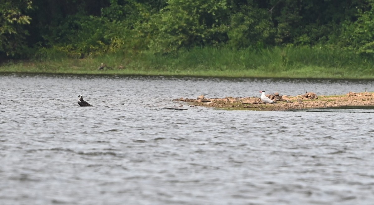 Caspian Tern - ML601484871