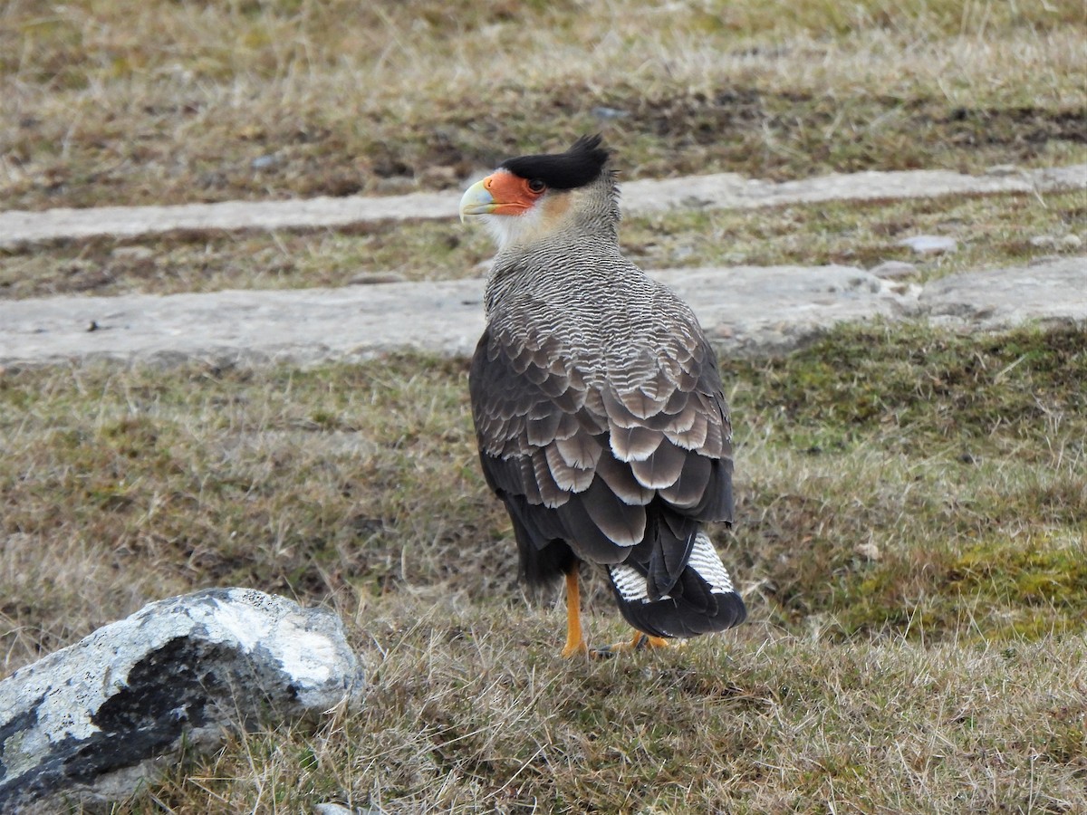 Crested Caracara (Southern) - ML601485141