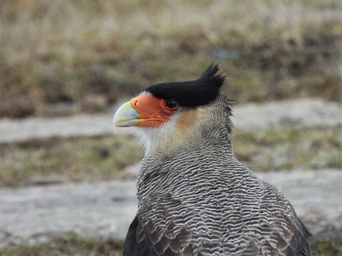 Crested Caracara (Southern) - ML601485151