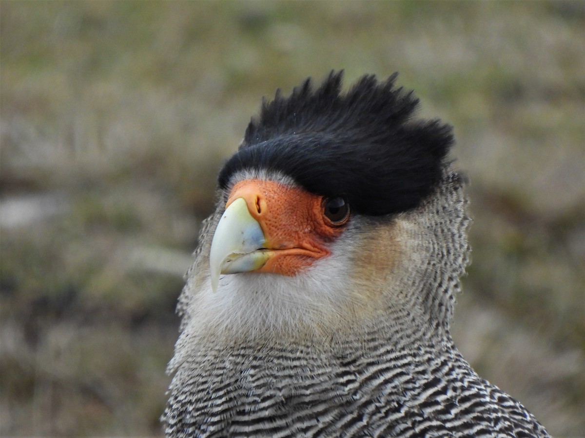 Crested Caracara (Southern) - ML601485161