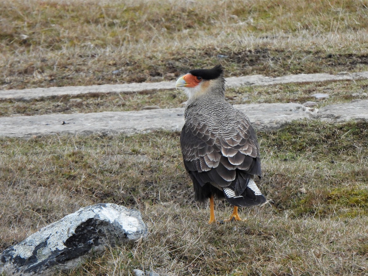 Crested Caracara (Southern) - ML601485171