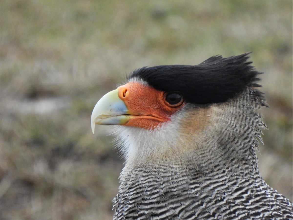 Crested Caracara (Southern) - ML601485181