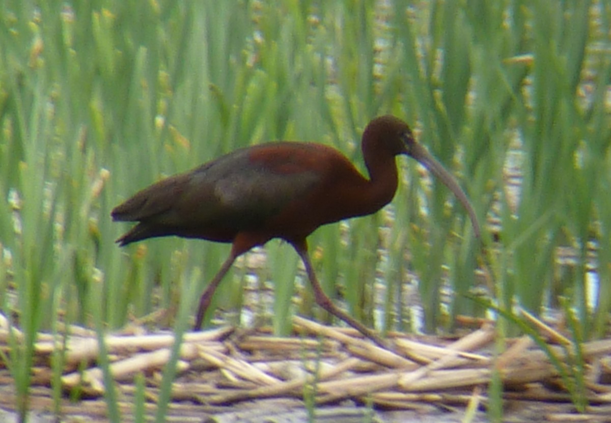 ibis hnědý - ML60148601