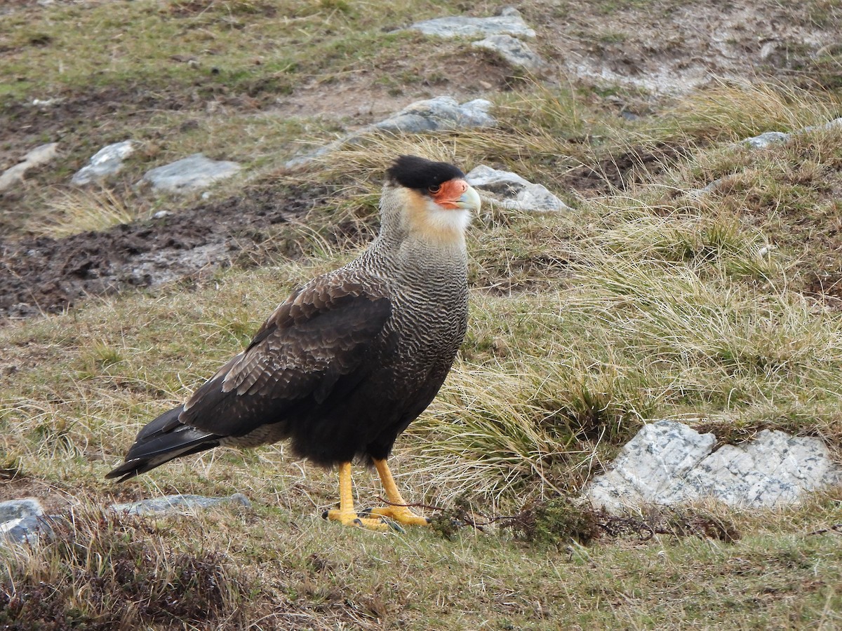 Crested Caracara (Southern) - Ryan Irvine