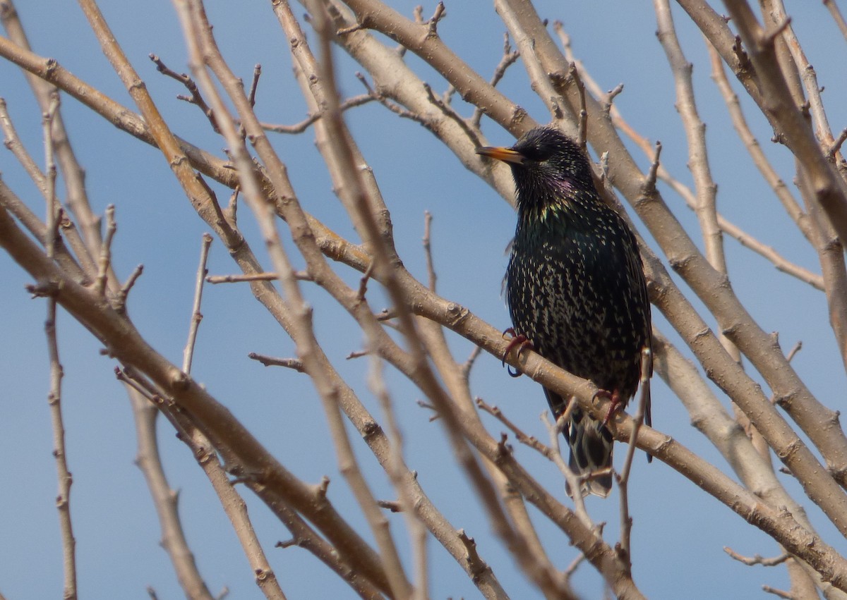 European Starling - ML601486431