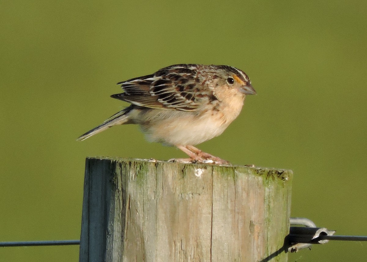 Grasshopper Sparrow - ML60148741