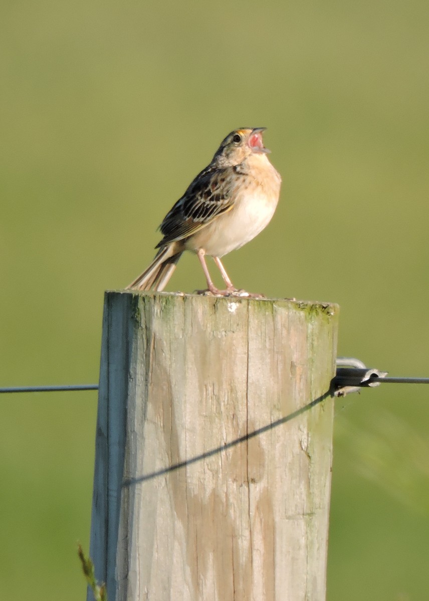 Grasshopper Sparrow - ML60148751