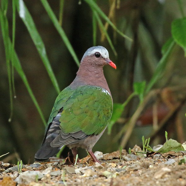 holub zelenokřídlý - ML60148791