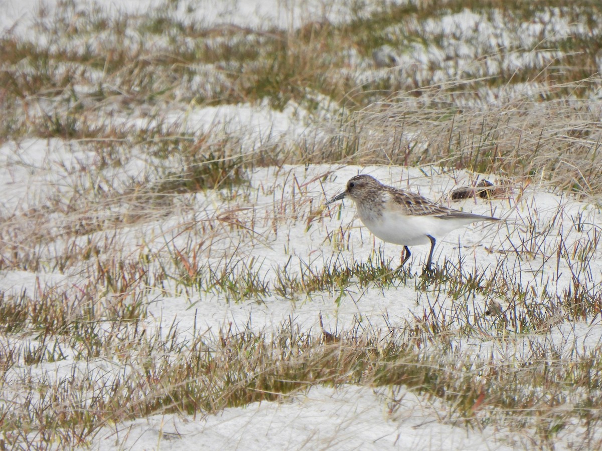 Baird's Sandpiper - ML601489211