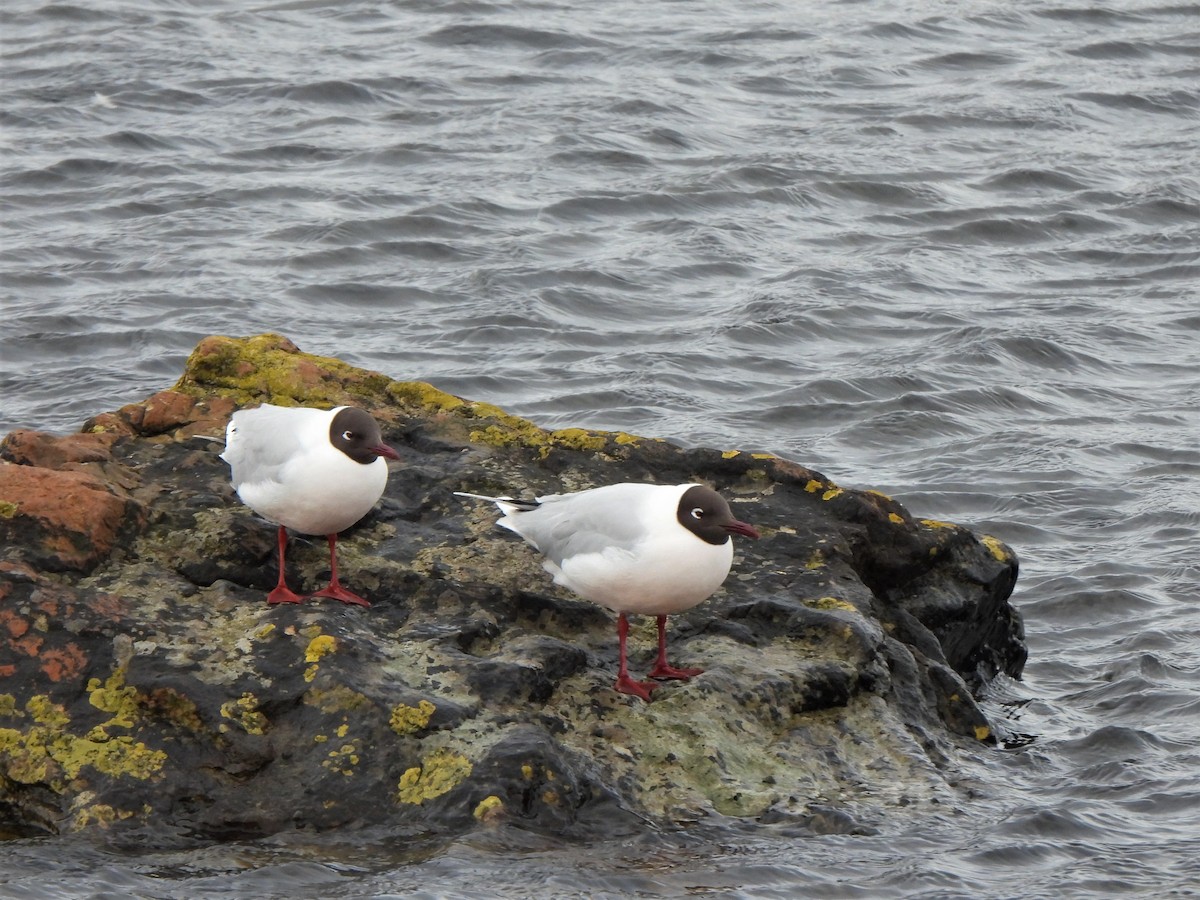 Brown-hooded Gull - ML601489601