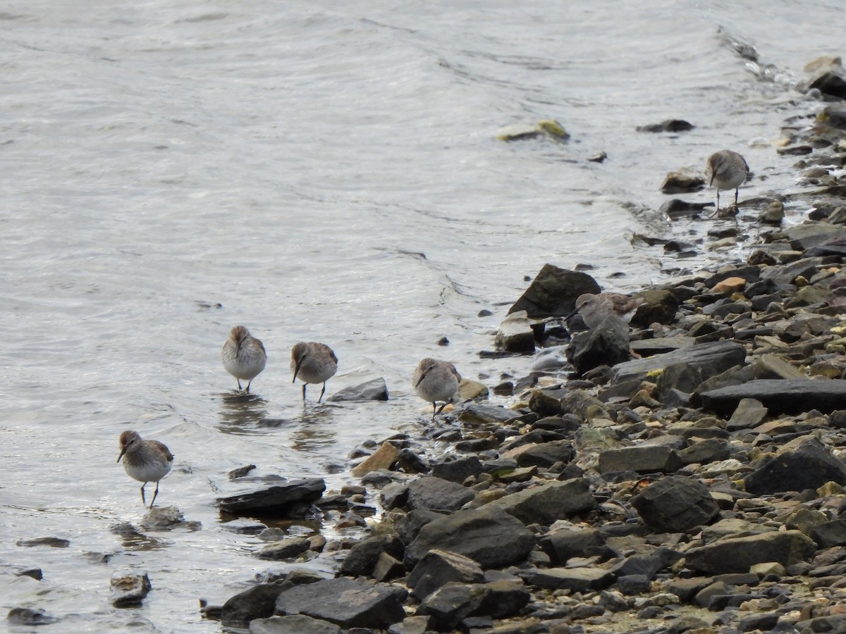 Weißbürzel-Strandläufer - ML601489611