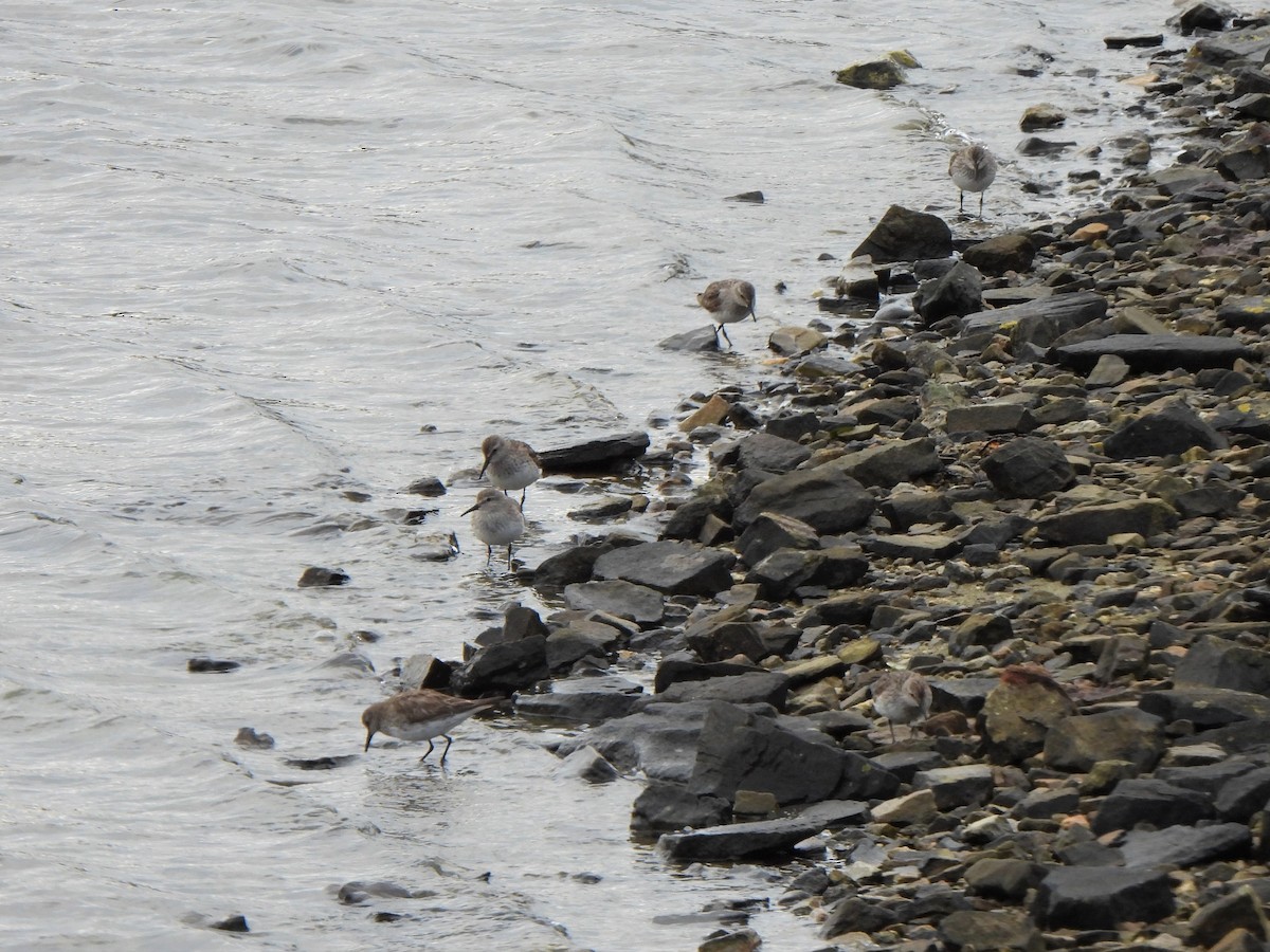 Weißbürzel-Strandläufer - ML601489621