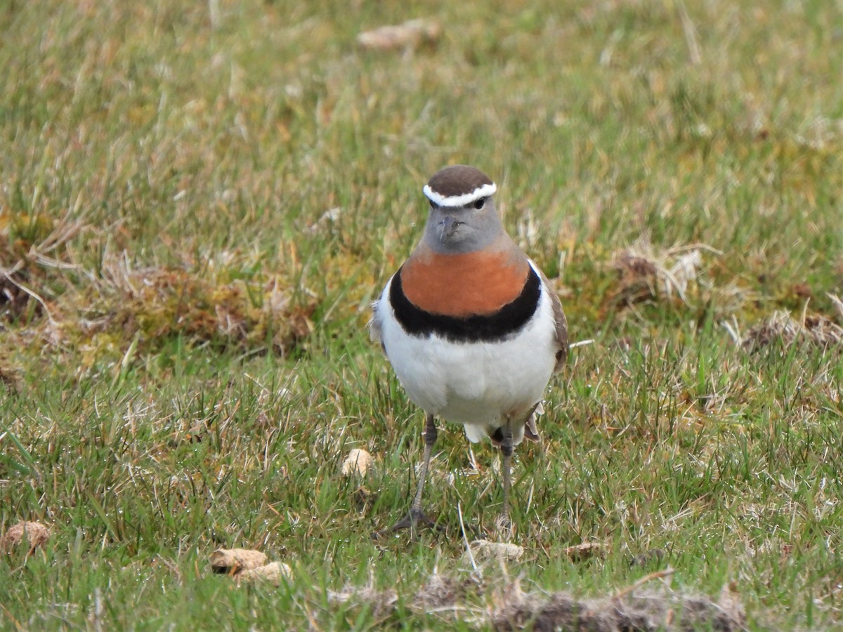 Rufous-chested Dotterel - ML601489631