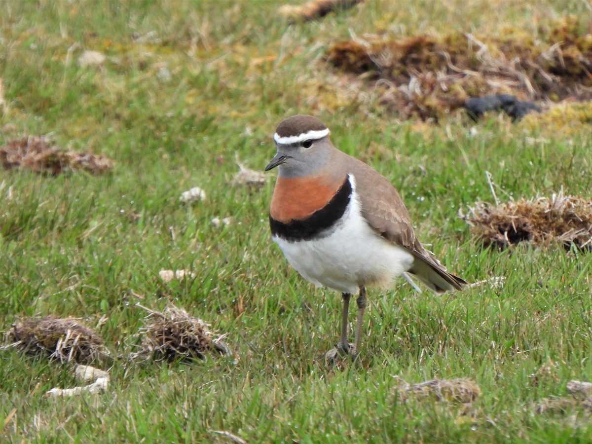 Rufous-chested Dotterel - ML601489641