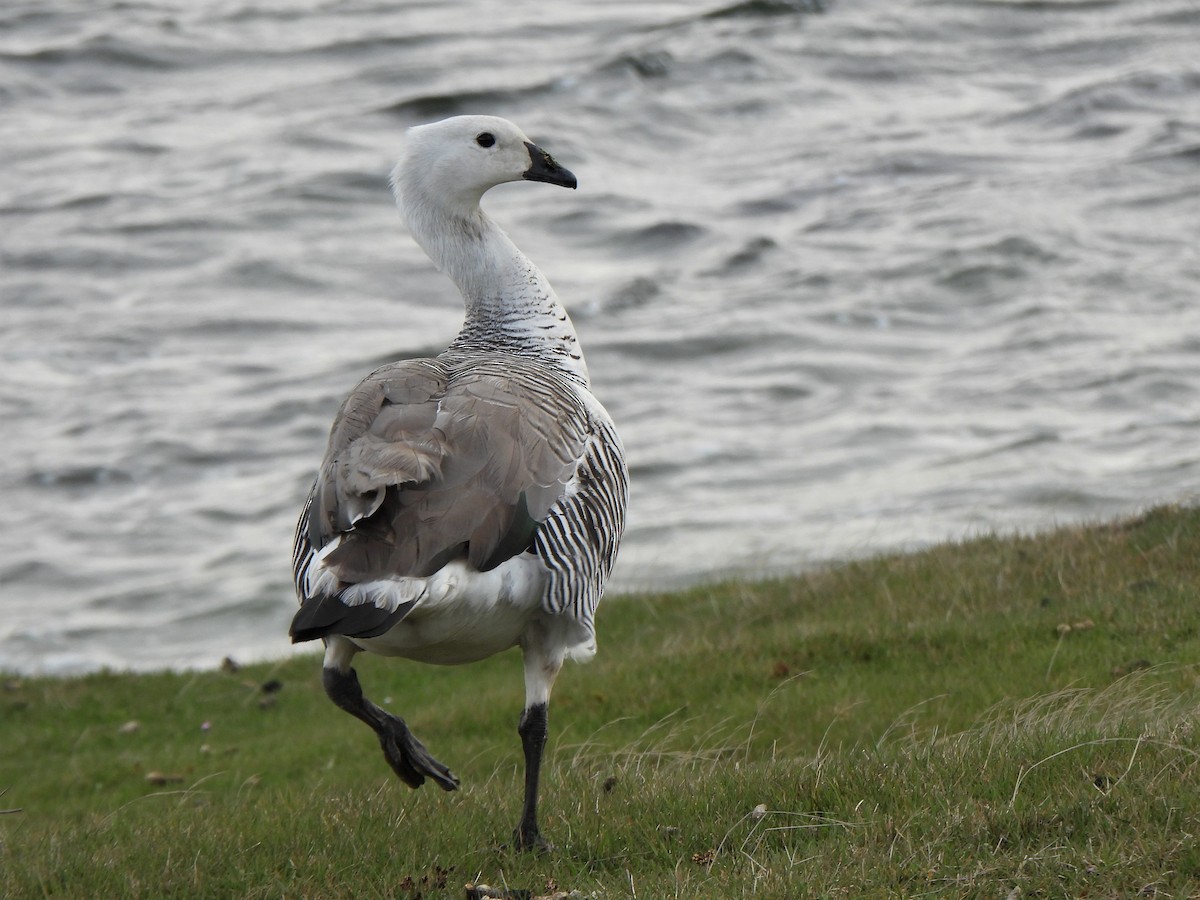 Upland Goose - ML601489651