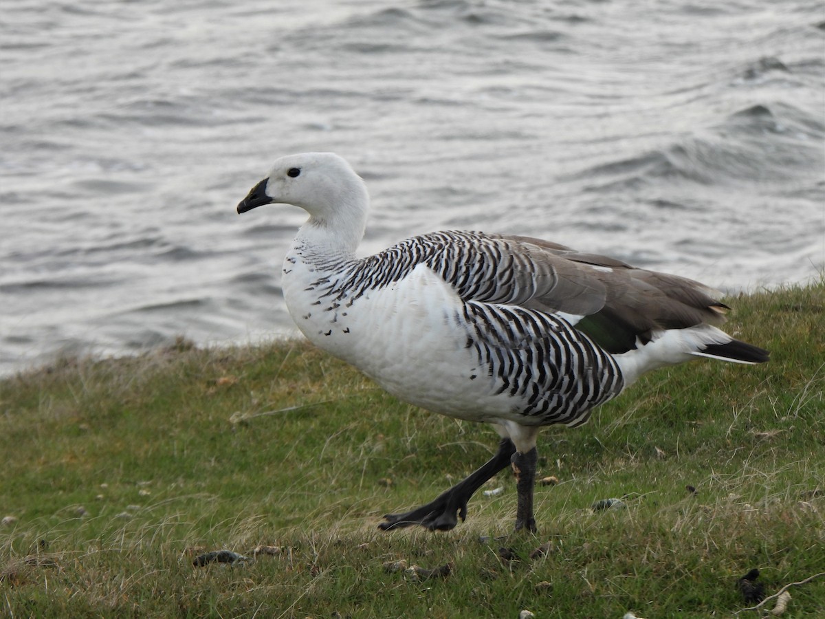 Upland Goose - ML601489661