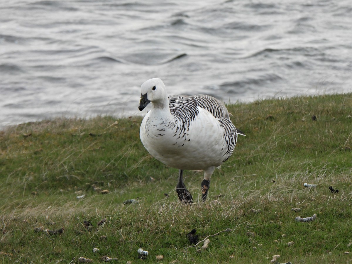 Upland Goose - ML601489671