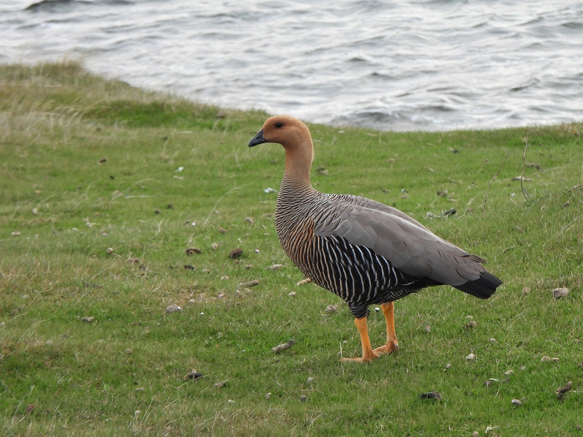 Upland Goose - Ryan Irvine