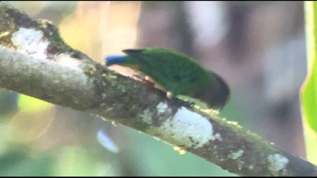 Geelvink Pygmy-Parrot - ML601491051