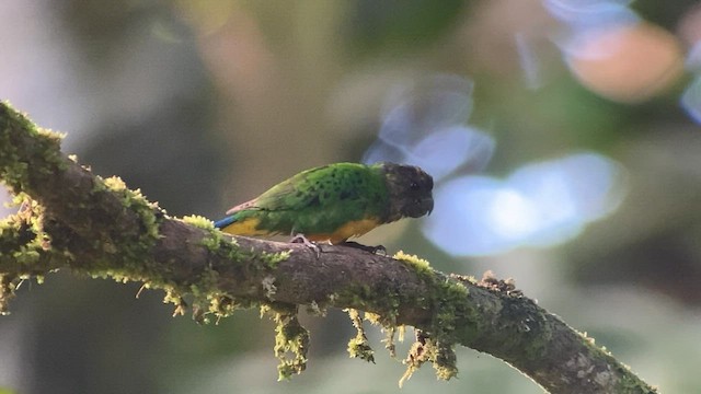Geelvink Pygmy-Parrot - ML601491061