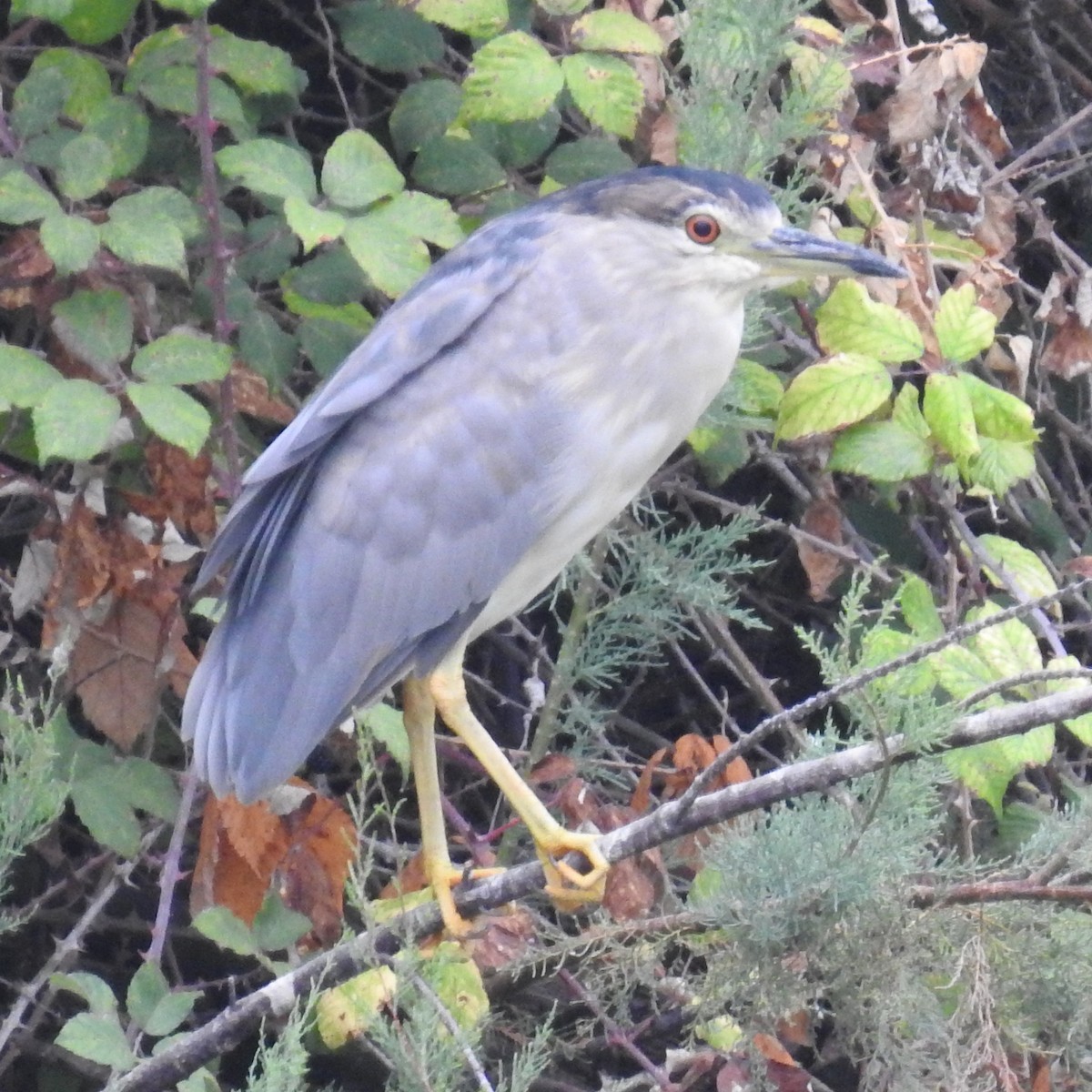 Black-crowned Night Heron - ML601491761