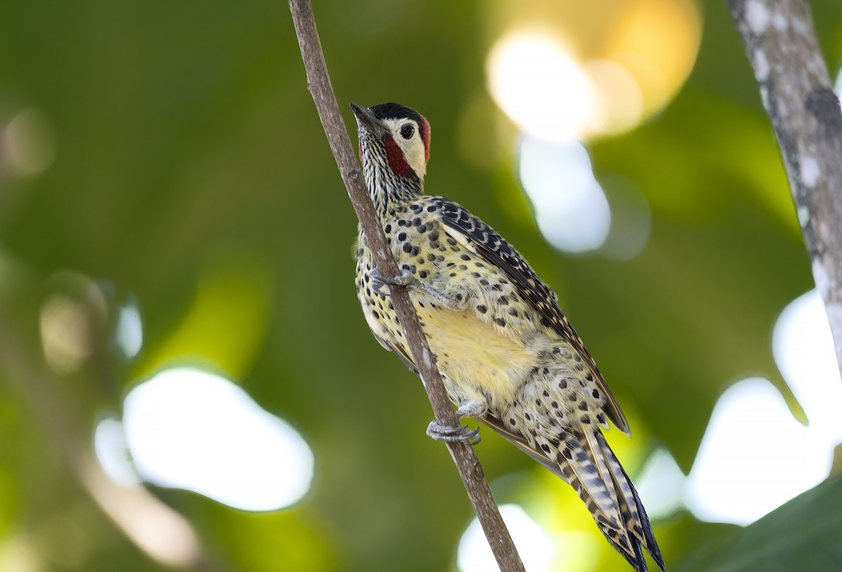 Green-barred Woodpecker - ML601492441