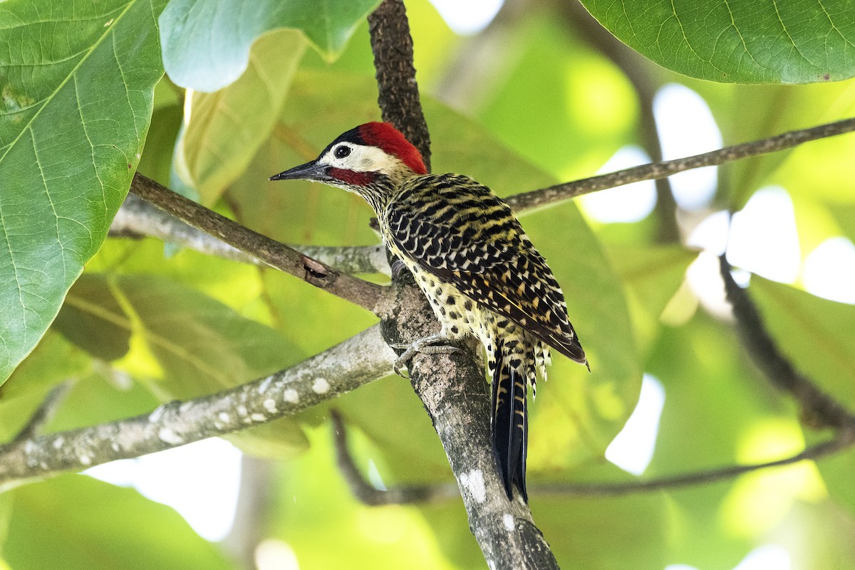 Green-barred Woodpecker - ML601492451