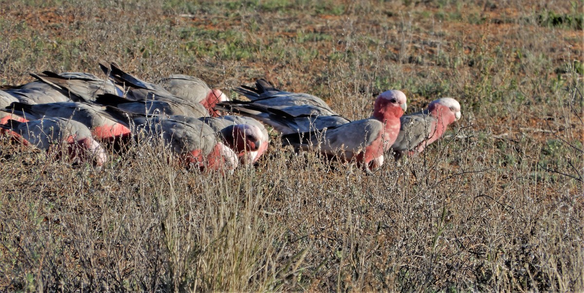 Rosakakadu - ML601493051