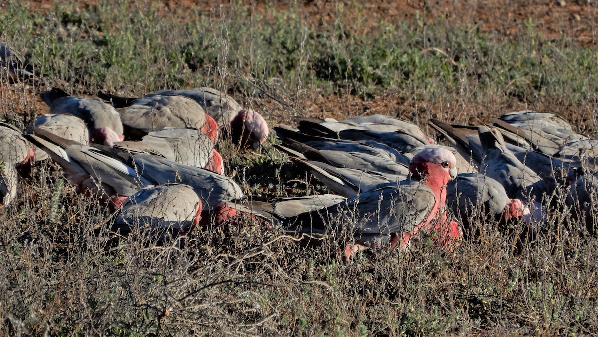 Galah - Peter Zika