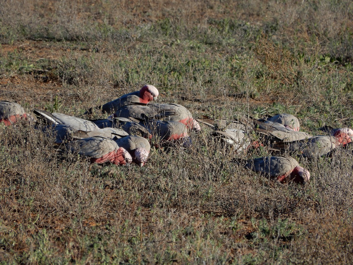 Galah - Peter Zika