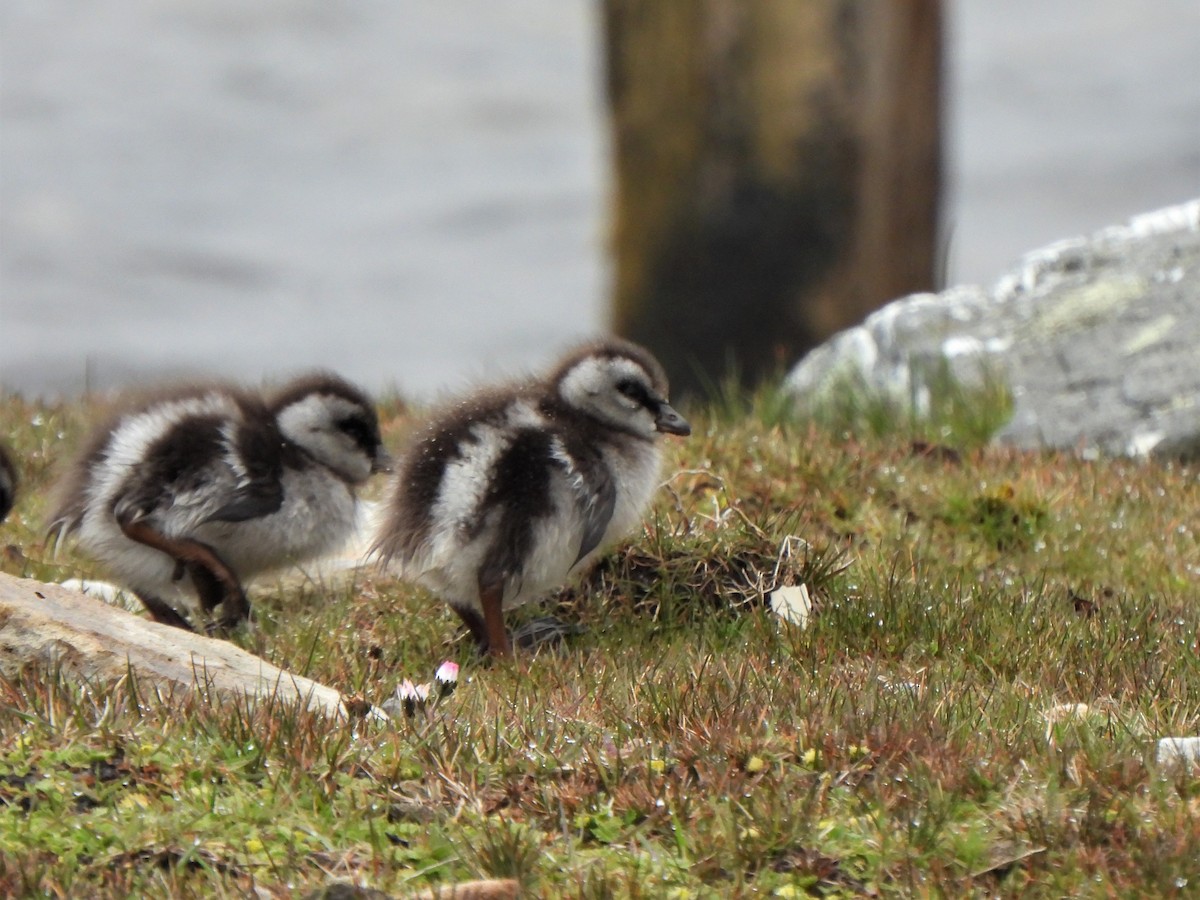 Ruddy-headed Goose - ML601494541