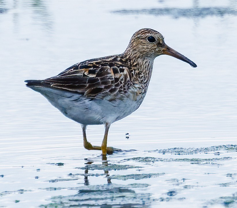 Graubrust-Strandläufer - ML601495721