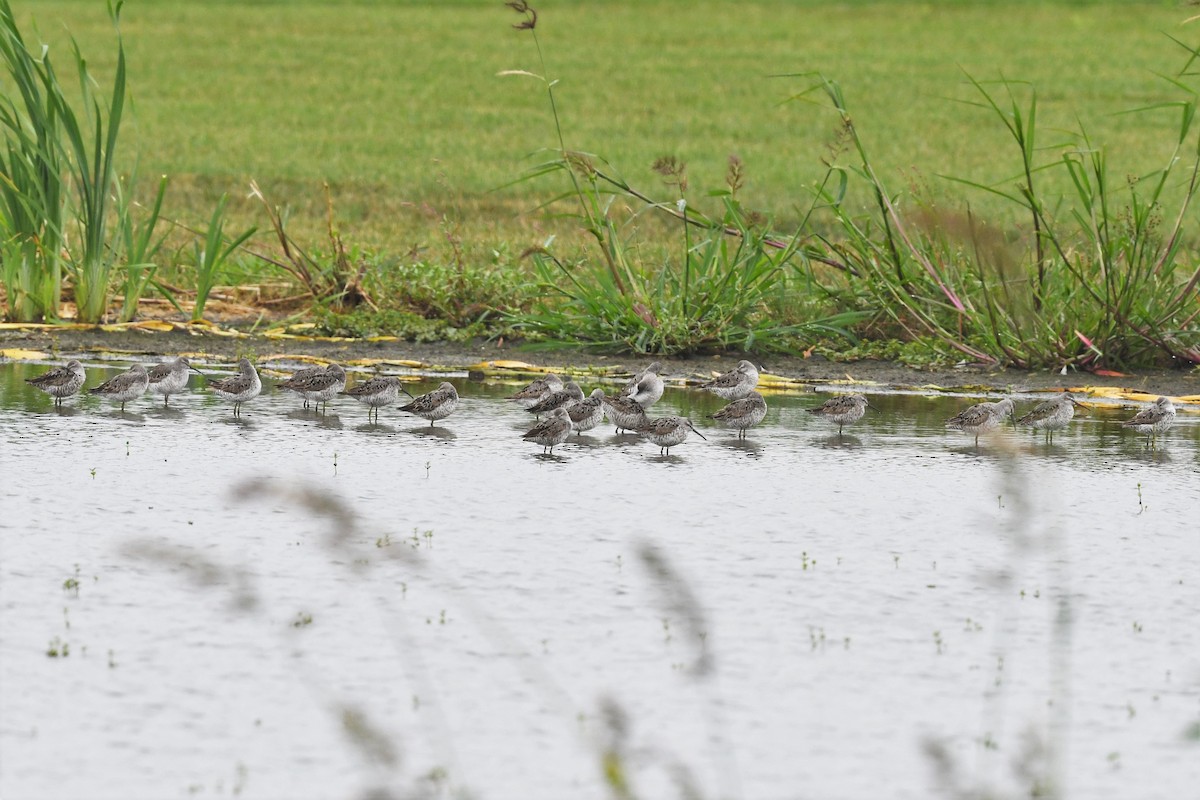 Stilt Sandpiper - ML601496101