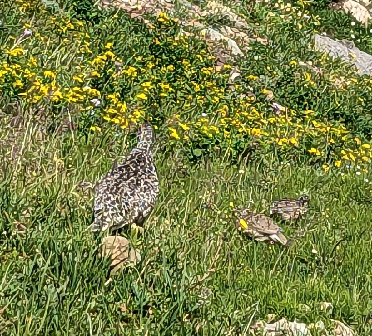 White-tailed Ptarmigan - Caleb Catto