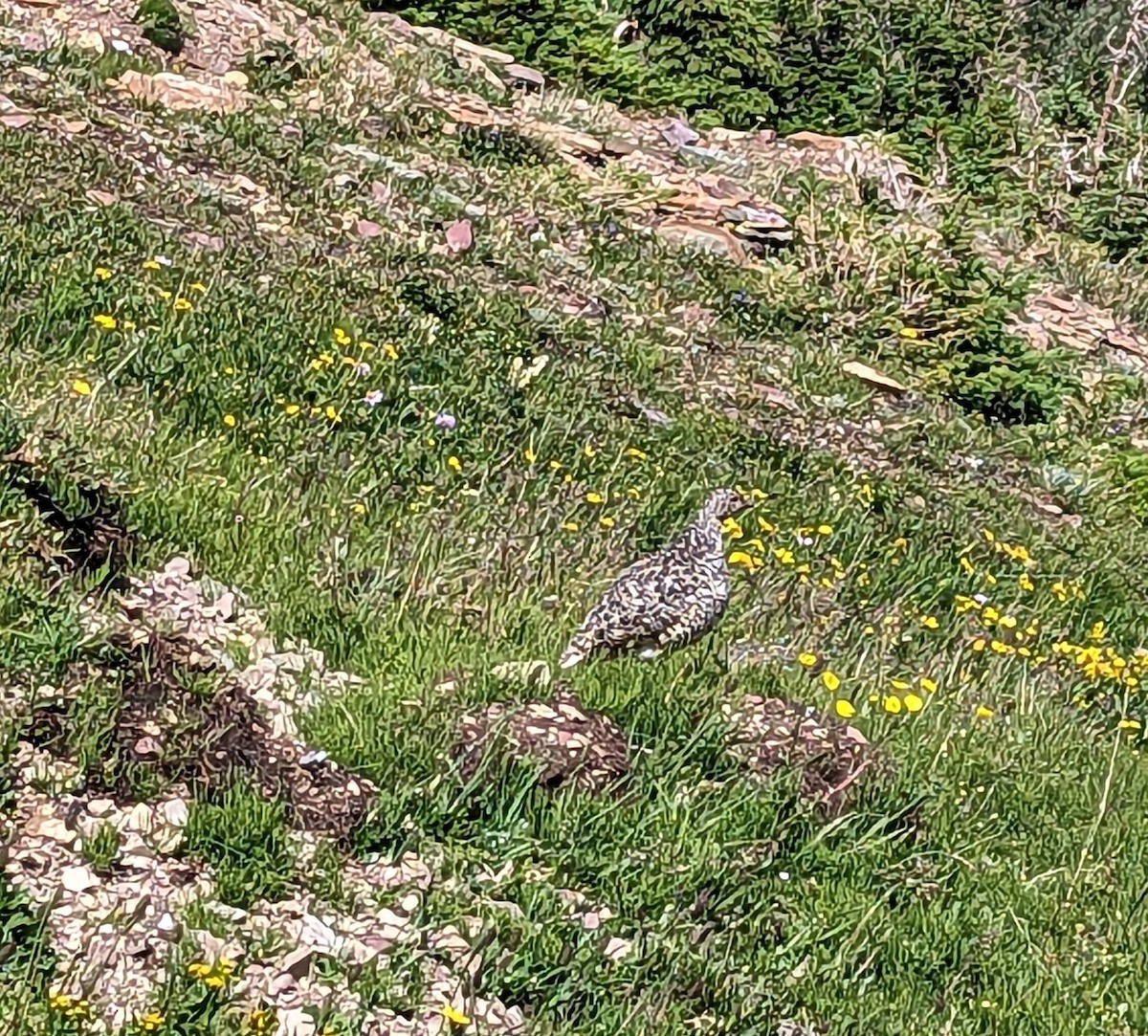 White-tailed Ptarmigan - Caleb Catto