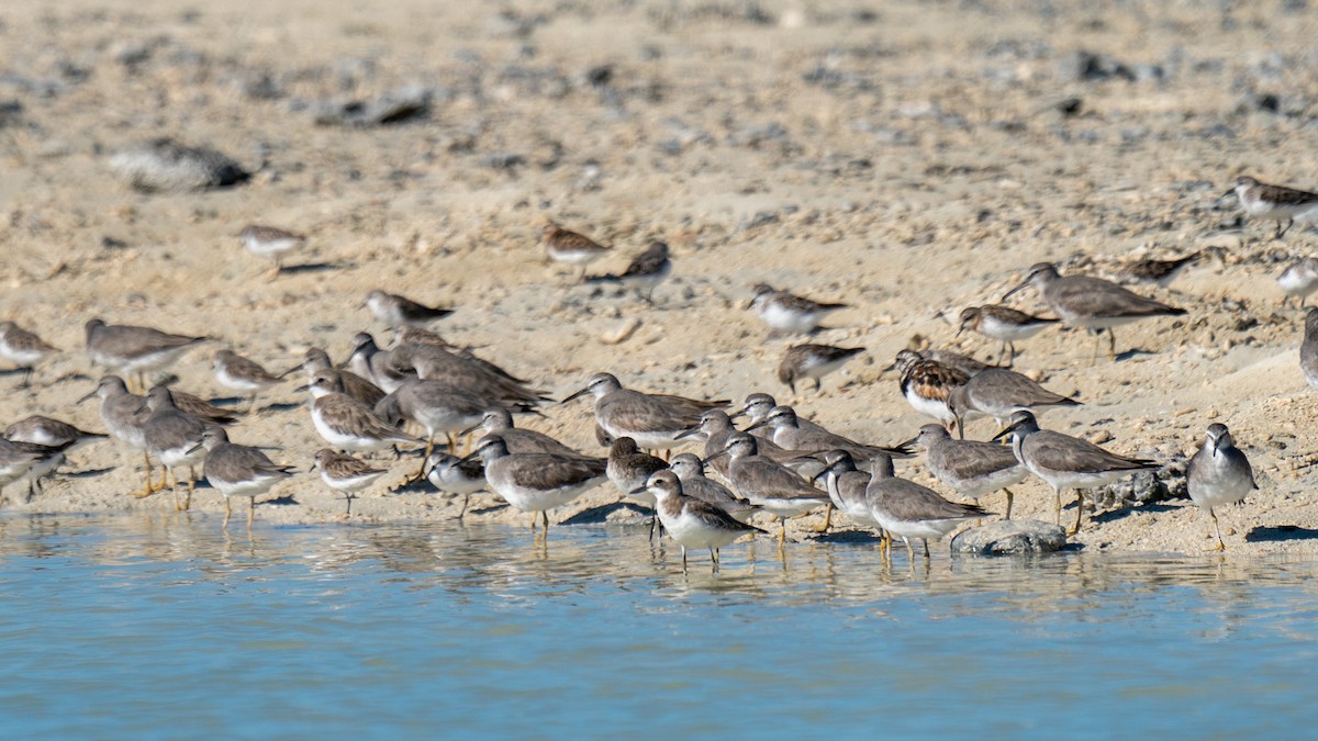 Gray-tailed Tattler - ML601496961