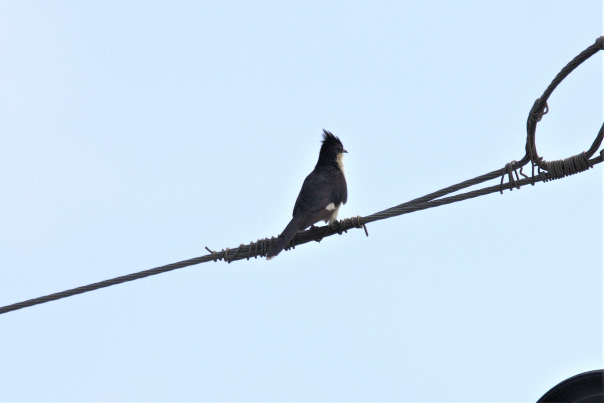 Pied Cuckoo - ML601497011